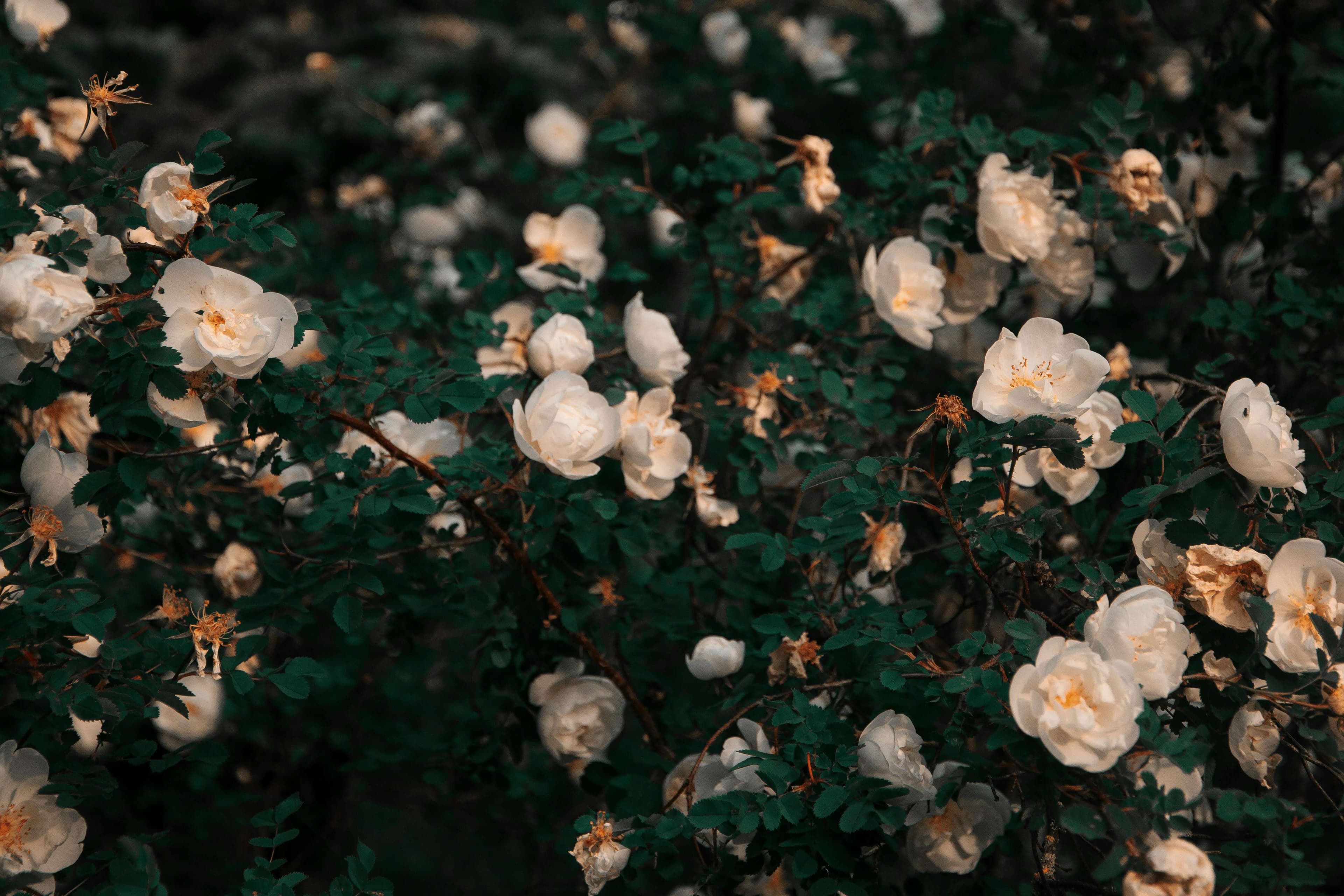 Flowers Theory florist in Yerevan — luxury flower shop interior