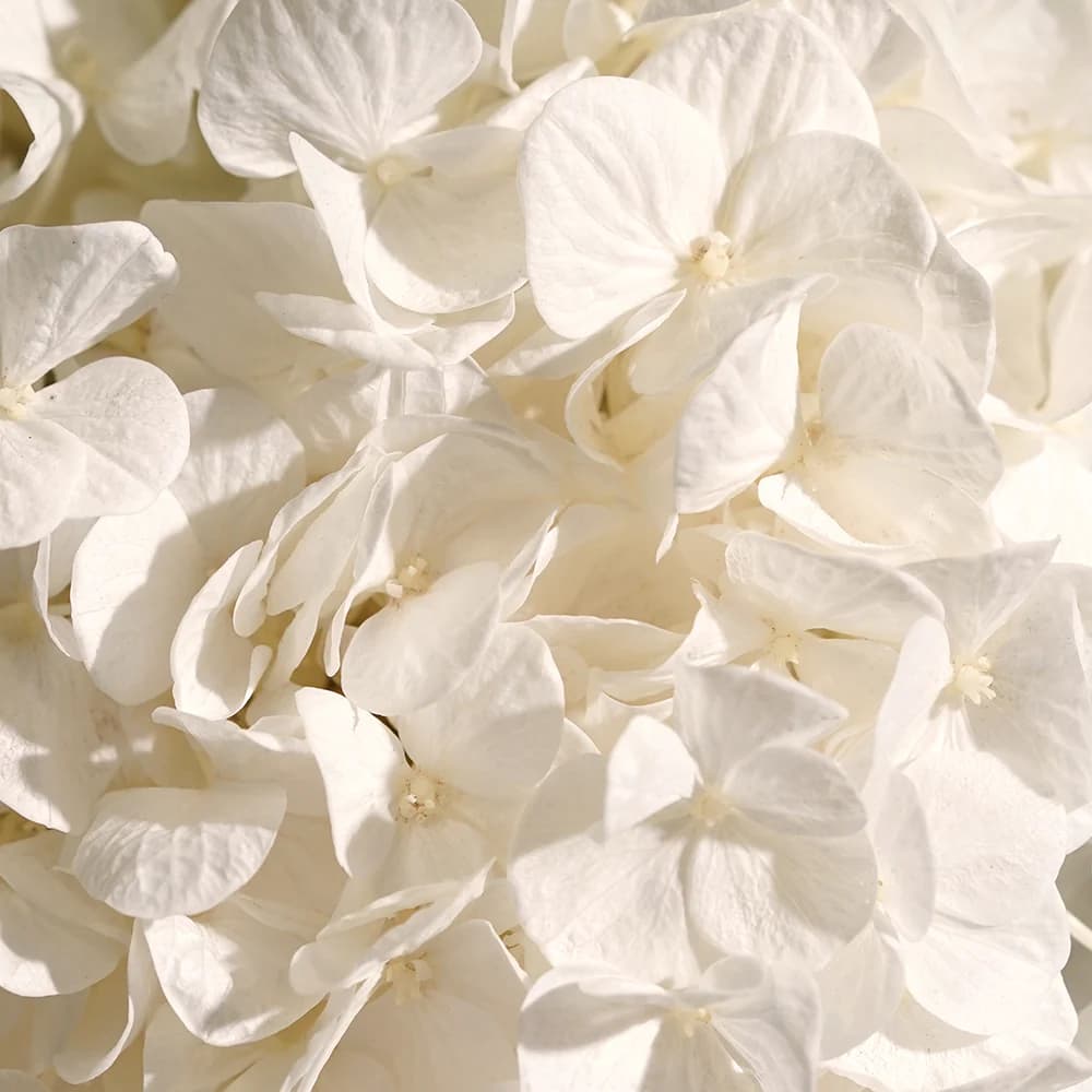 Elegant white hydrangea close-up - Luxury flowers Yerevan