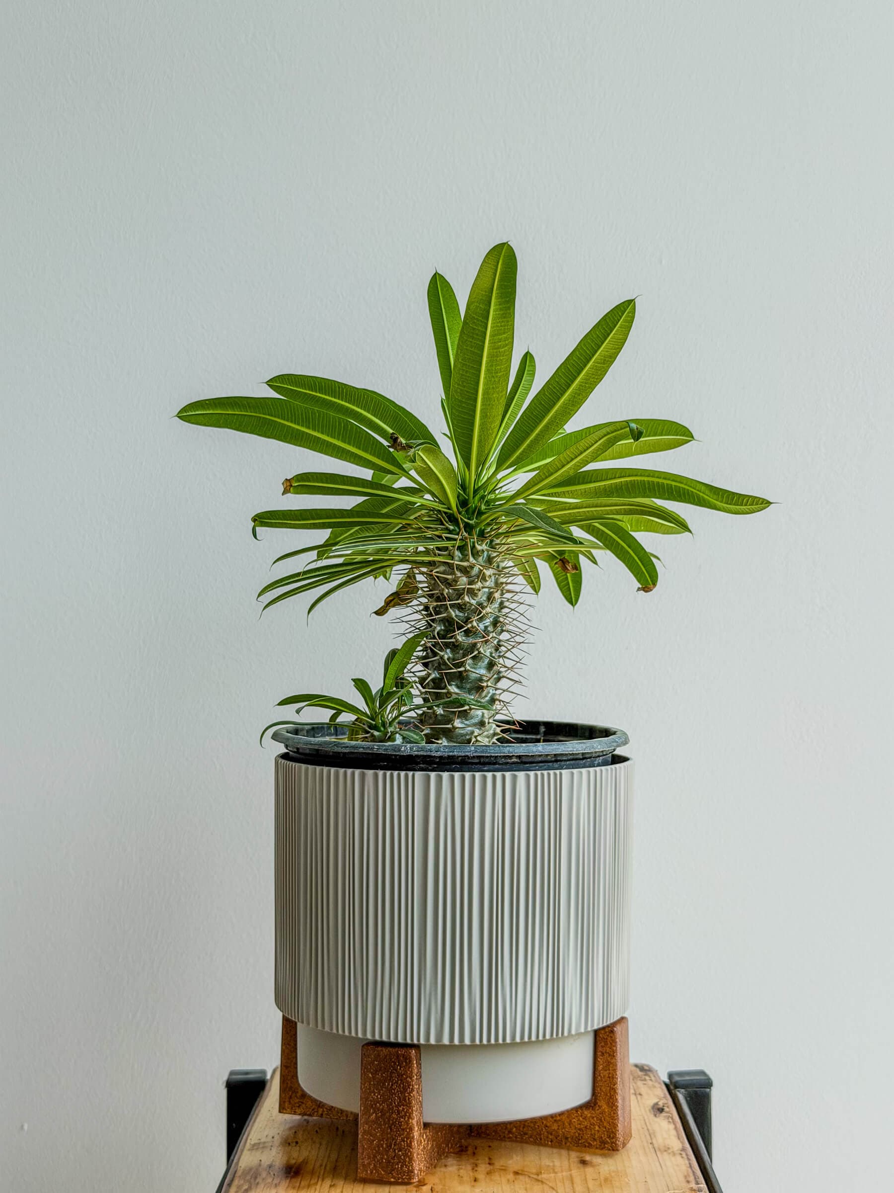 Pachypodium lamerei - Exotic Houseplant with Spiny Stem