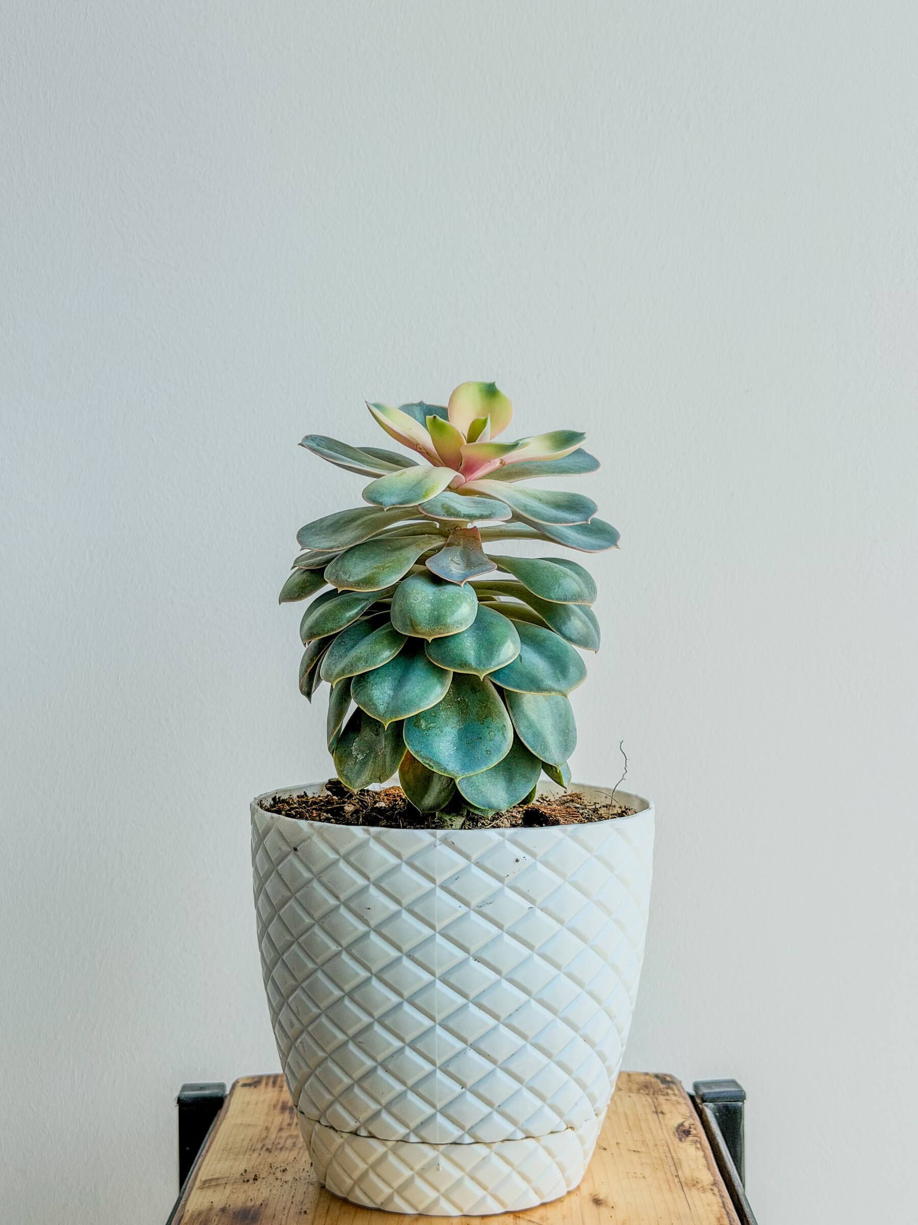 Echeveria Succulent - Stylish and Low-Maintenance