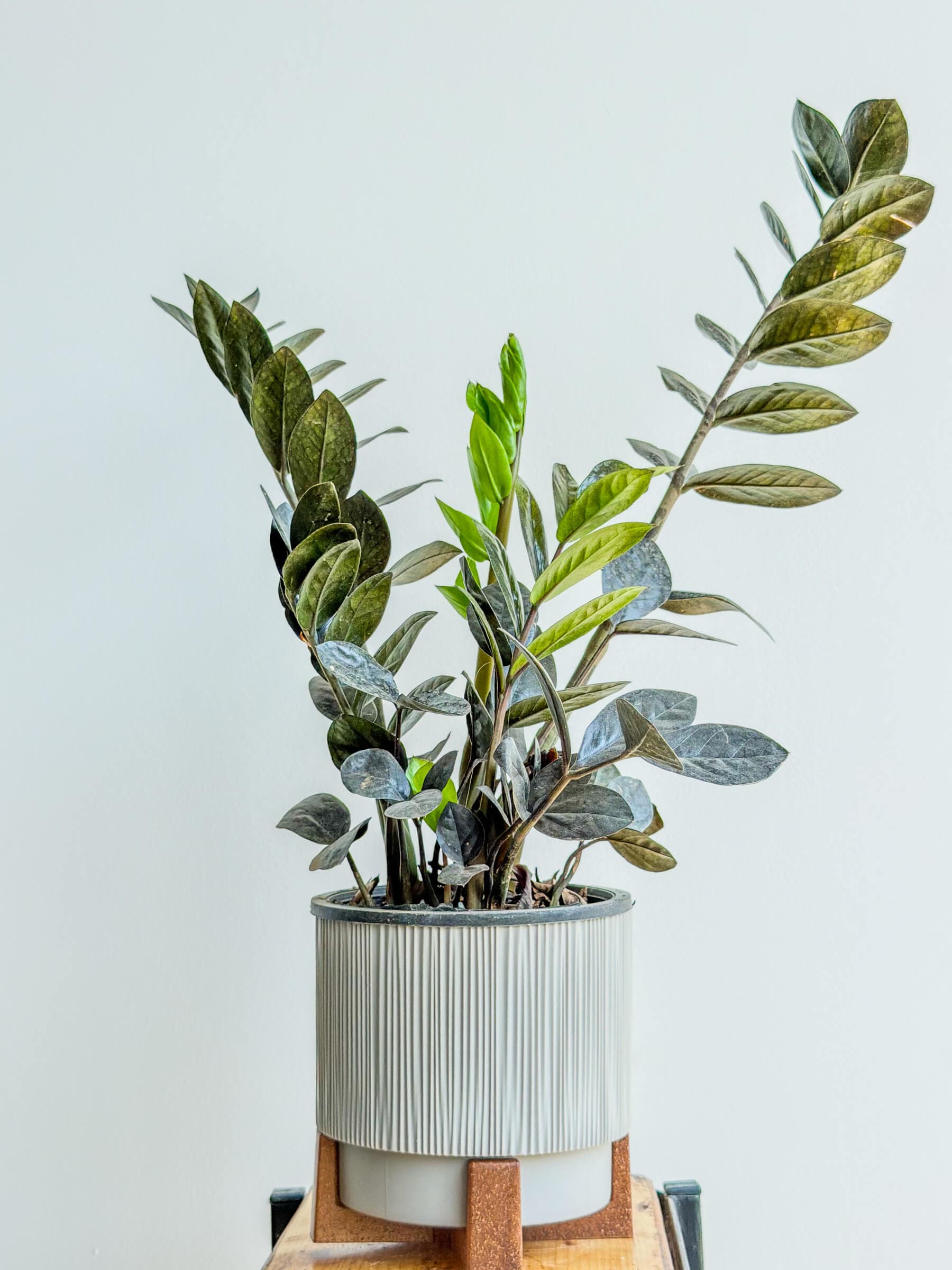 ZZ Plant Zamioculcas: Dark Foliage, Low-Maintenance Care