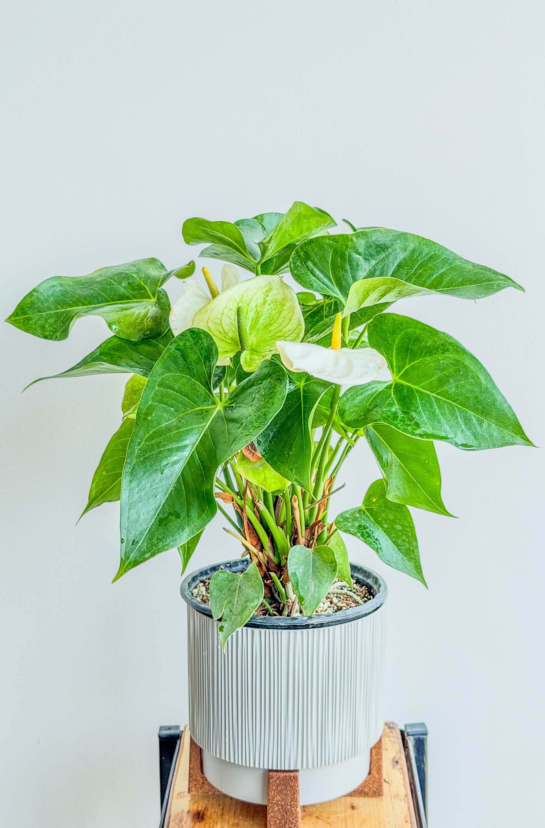 White Anthurium - Elegant, Long-Blooming Houseplant