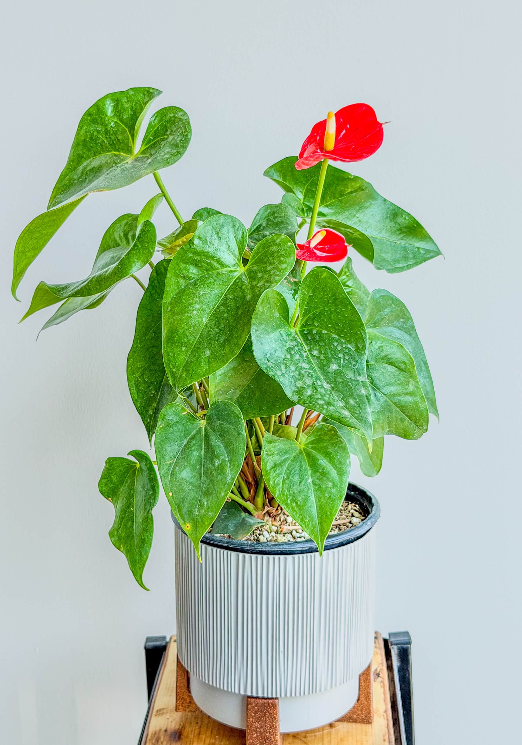 Red Anthurium - Vibrant, Long-Blooming Houseplant