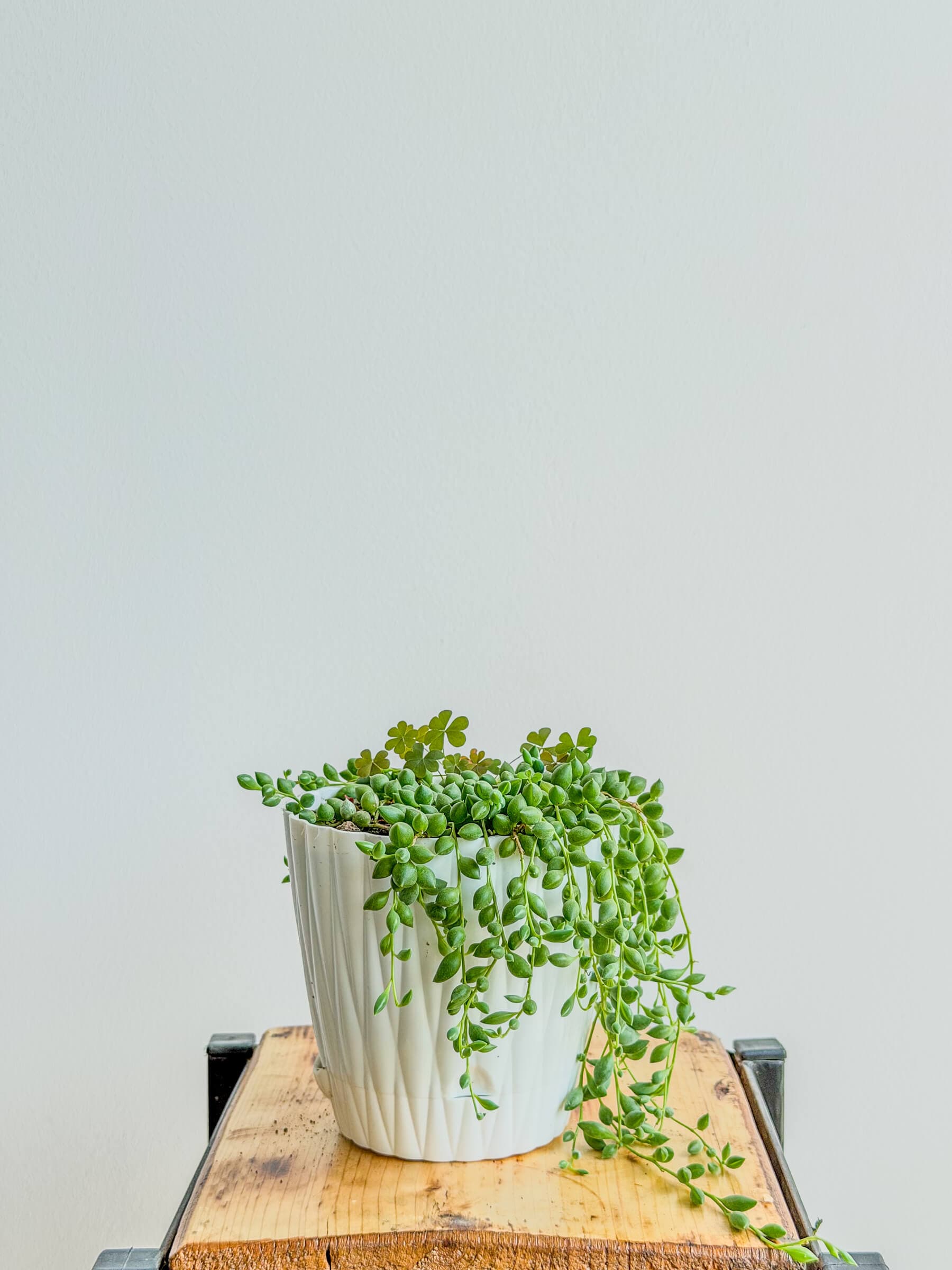 Senecio Rowleyanus - cascading succulent, easy care