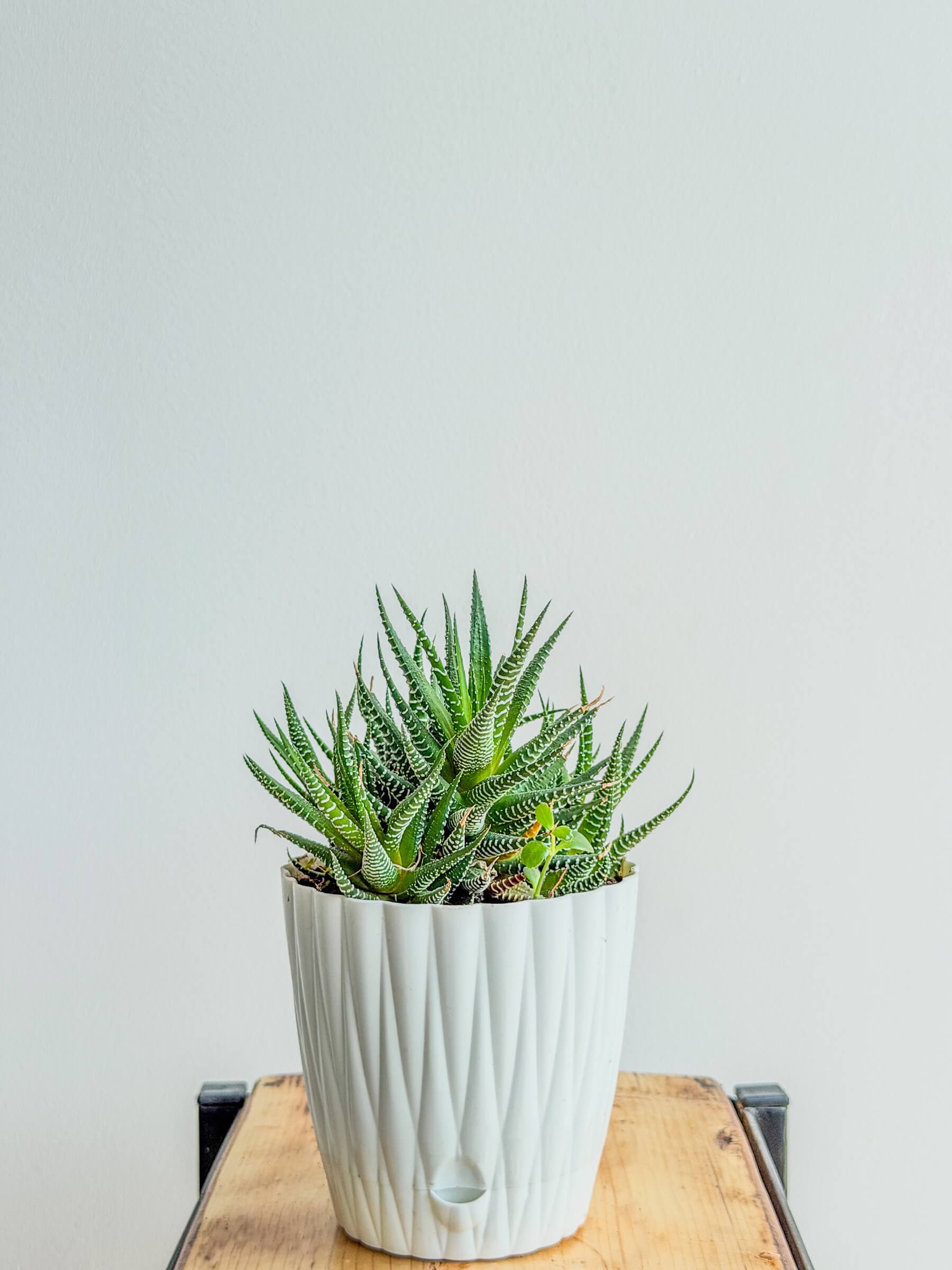 Haworthia - Easy Care Succulent Indoor Houseplant