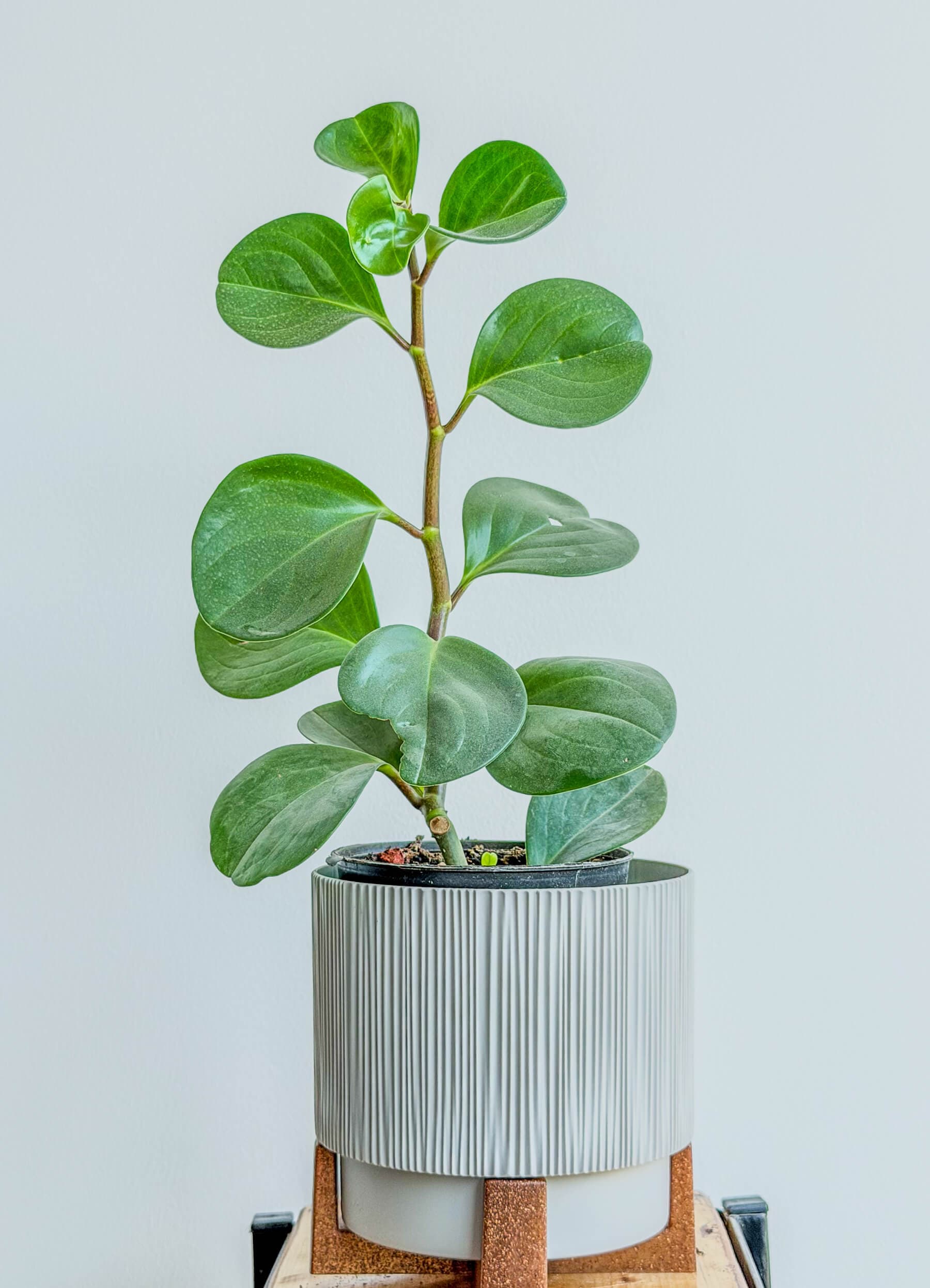 Peperomia Obtusifolia - Low-Maintenance Houseplant