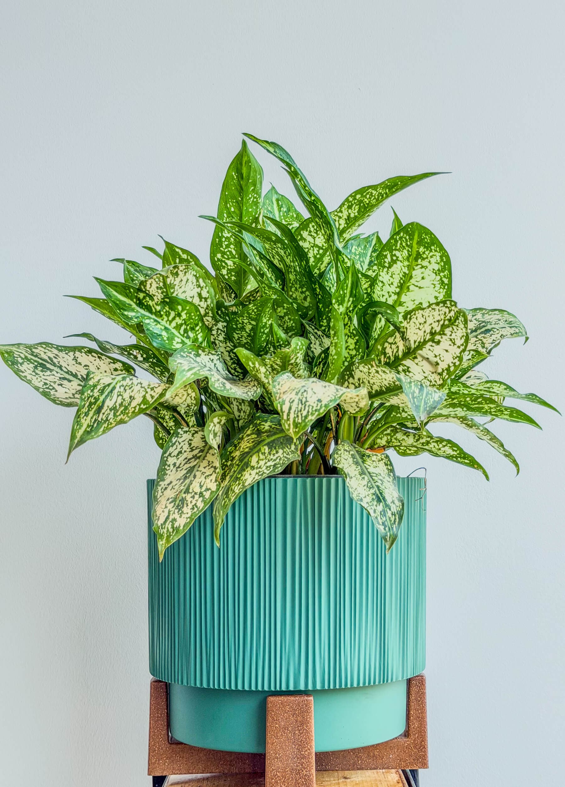 Aglaonema Silver Bay - Easy-Care Variegated Plant