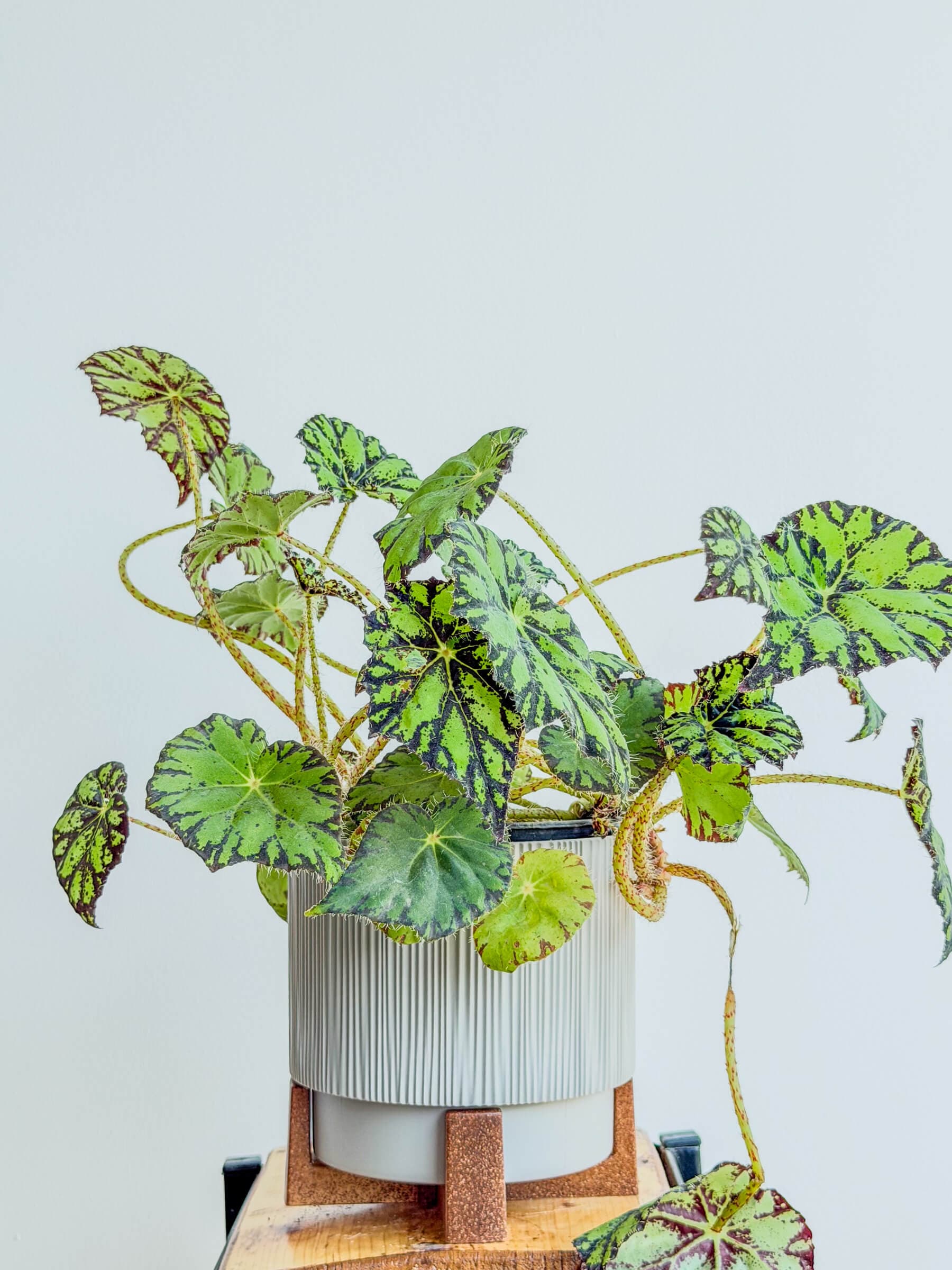 Begonia Eyelash - Striking Patterned Leaf Texture
