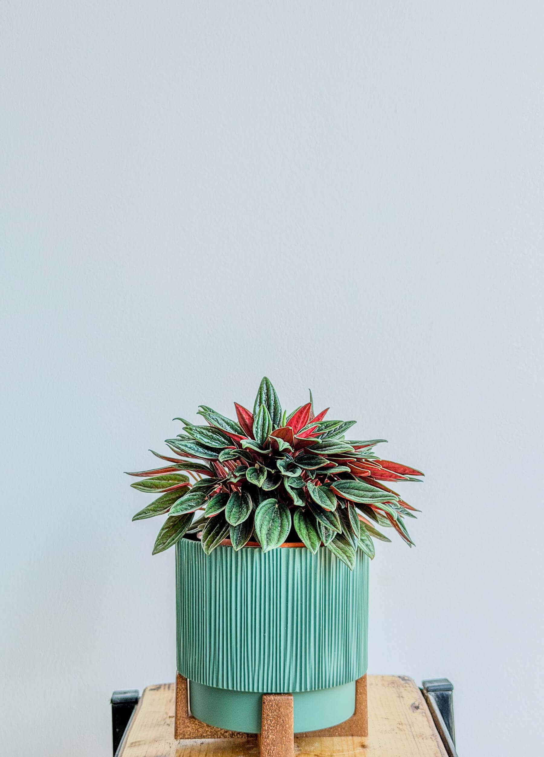 Peperomia Rosso - Vivid Red-Green Foliage Plant