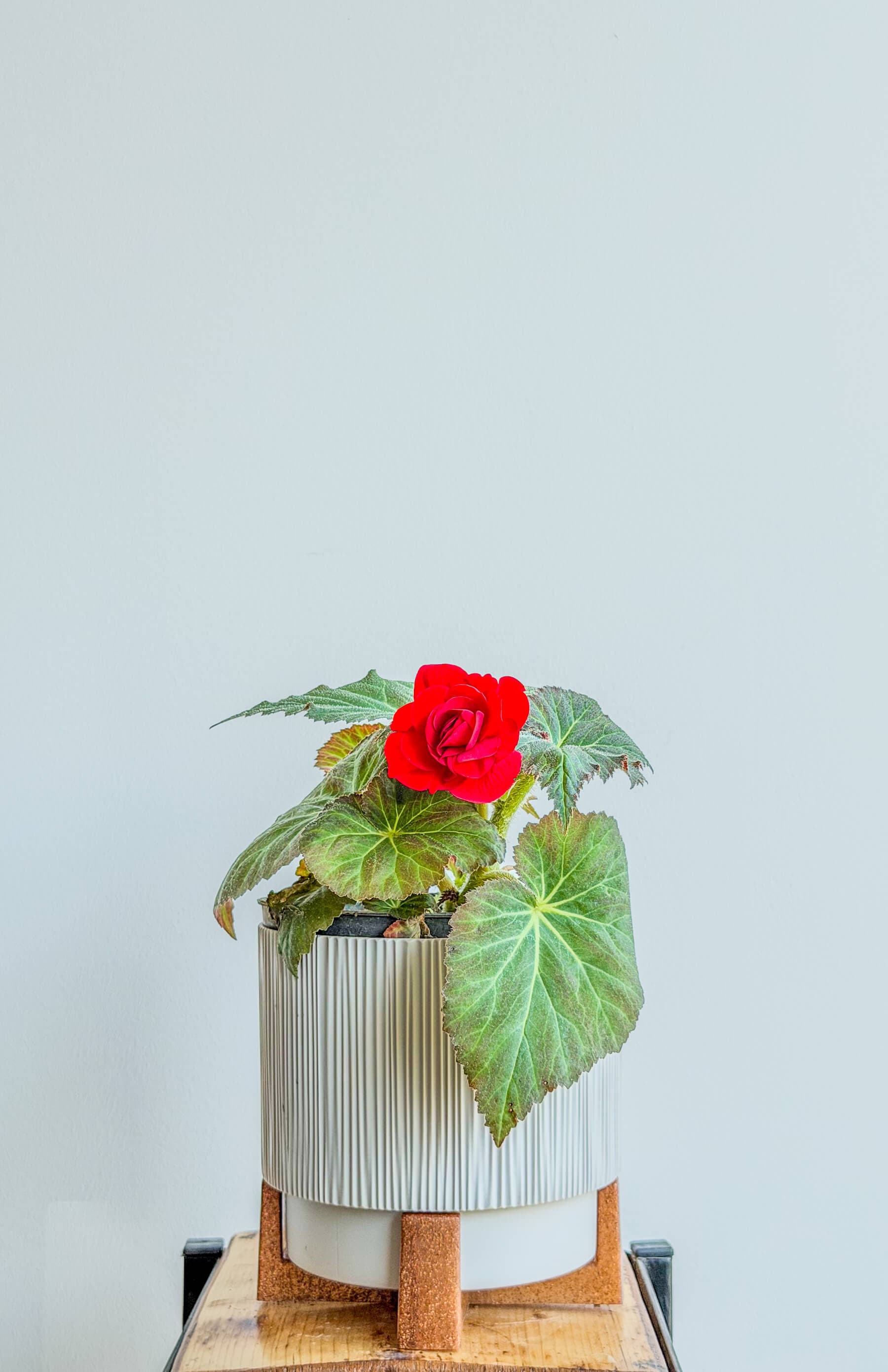 Begonia with Red Flowers - Decorative Houseplant