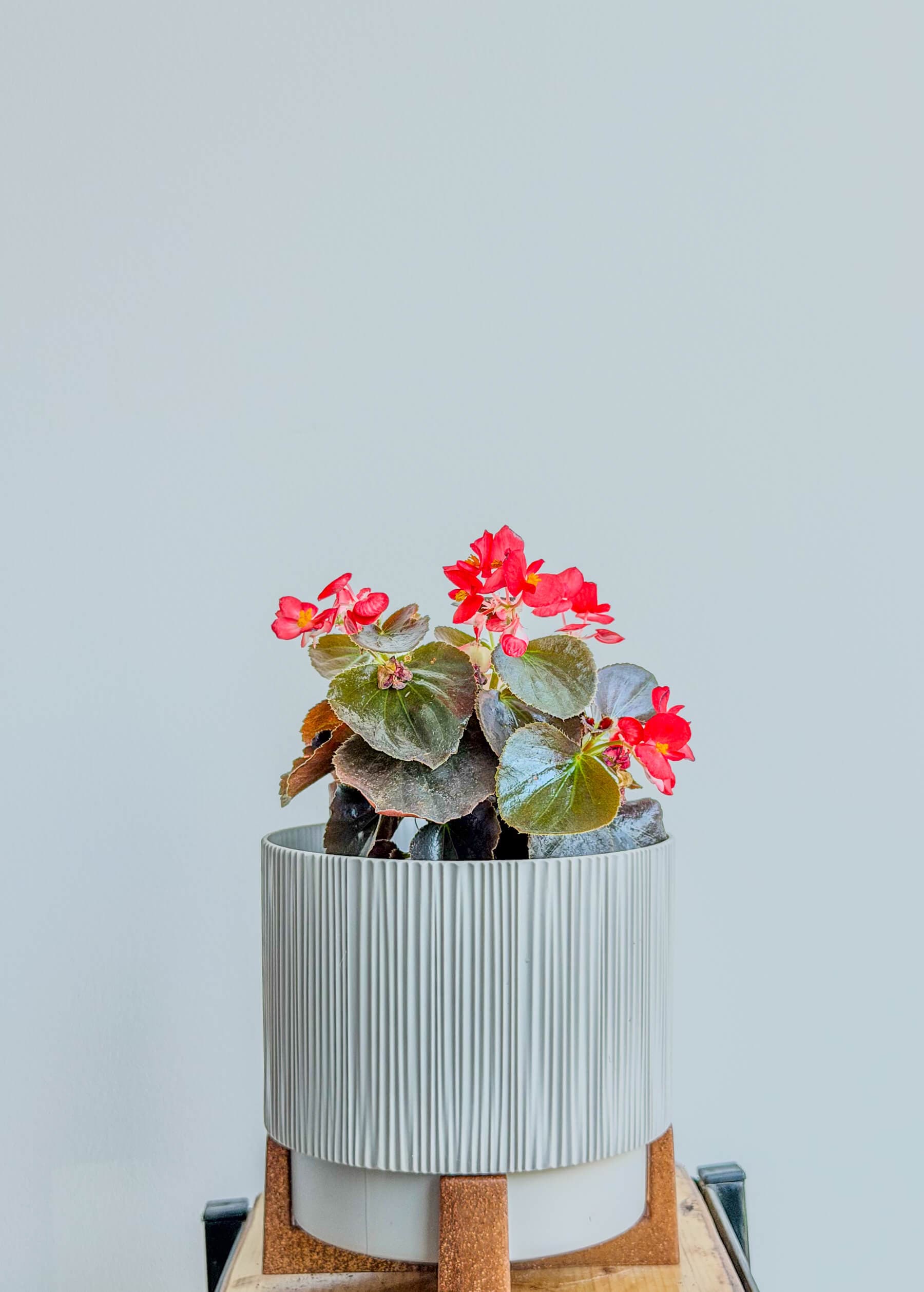Begonia with Pink Flowers - Decorative Houseplant