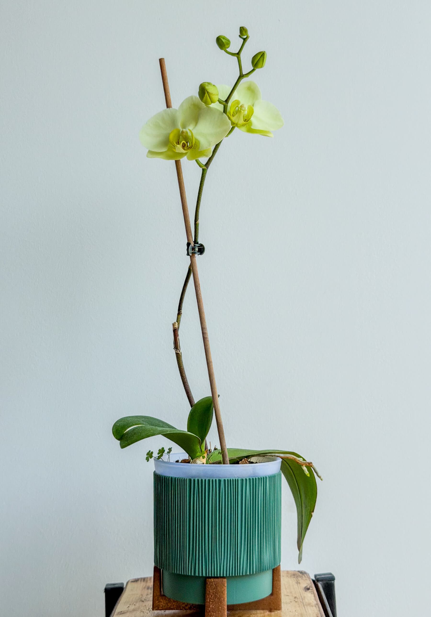Phalaenopsis Orchid with Lime Flowers - Easy Houseplan