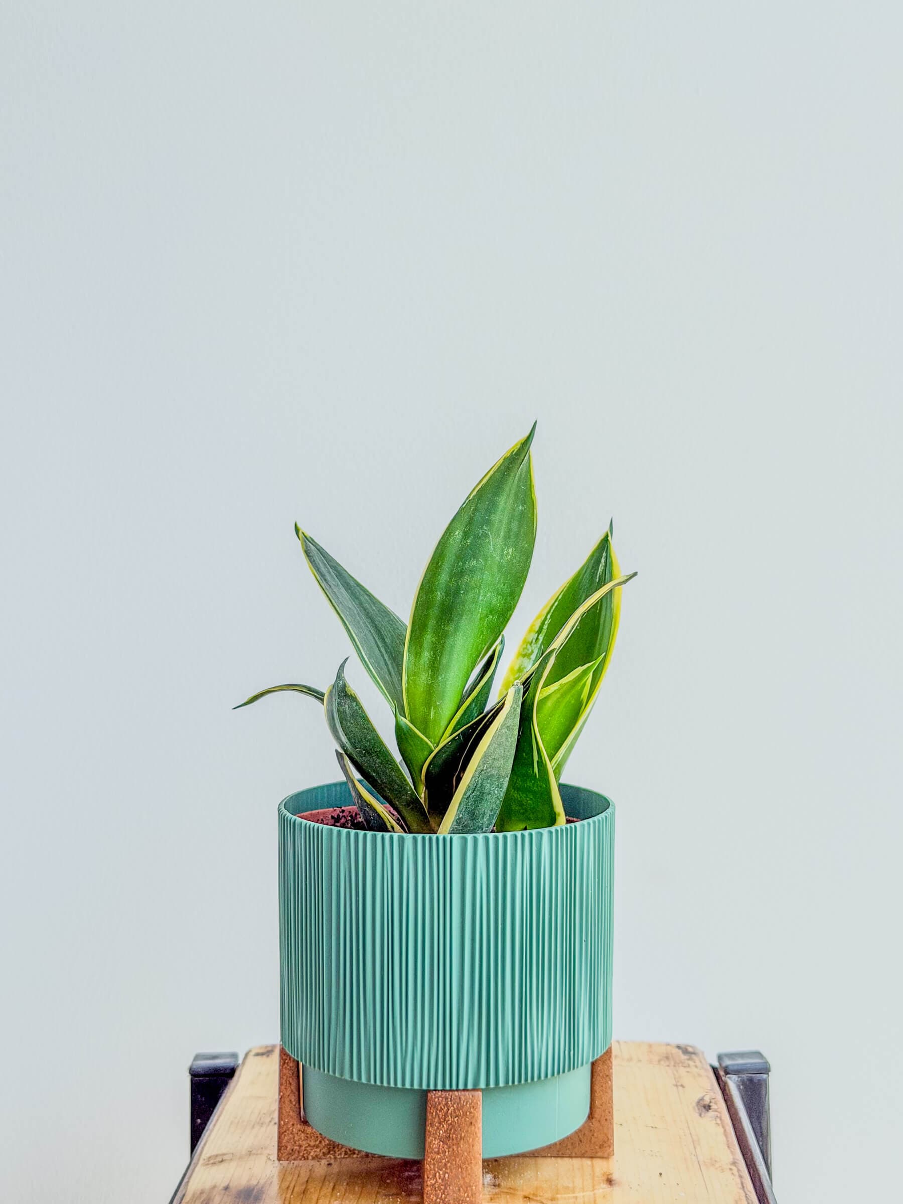 Sansevieria Snake Plant with Yellow Edges - Easy Care