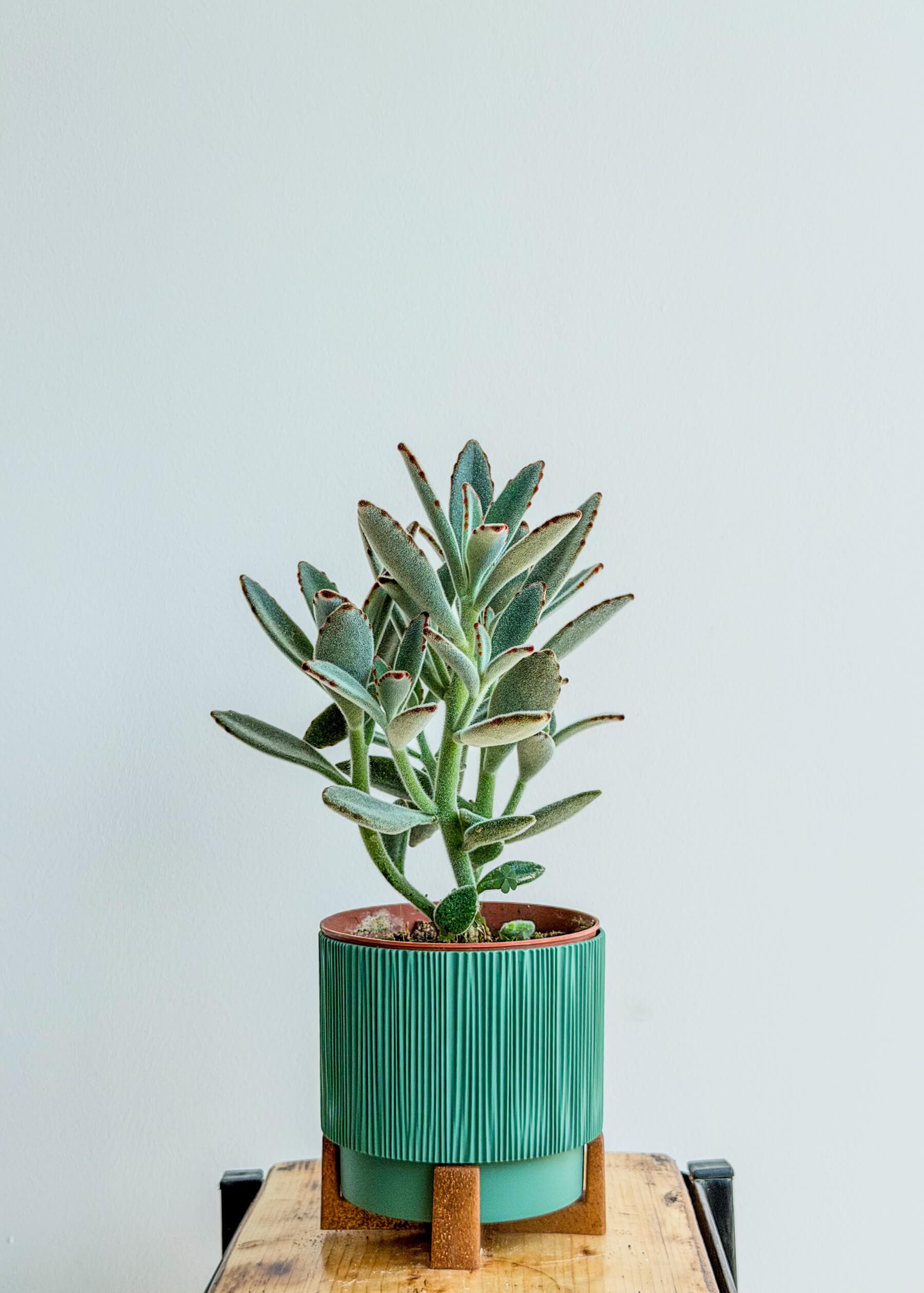 Panda Plant Kalanchoe Tomentosa - Easy Care Succulent