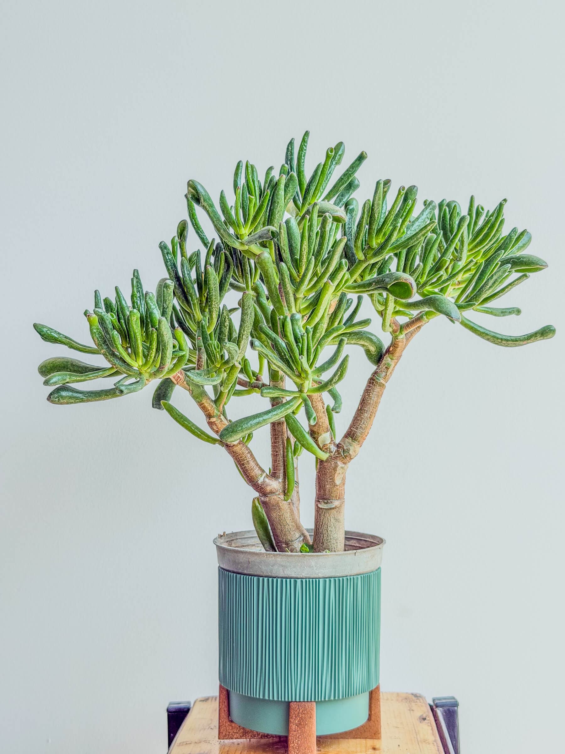 Crassula Ovata 'Hobbit' - Tubular-Leaf Jade Plant