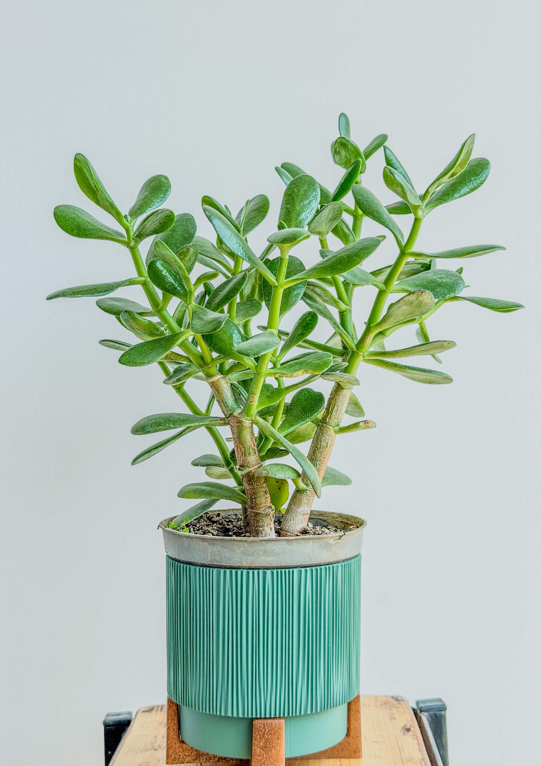 Crassula Ovata Jade Plant - Easy-Care Money Tree