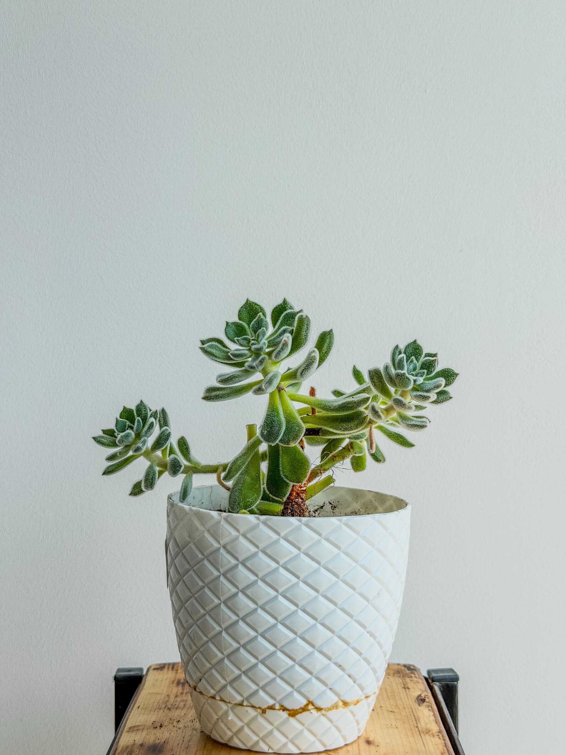 Echeveria Setosa - Fuzzy Rosette Succulent Plant