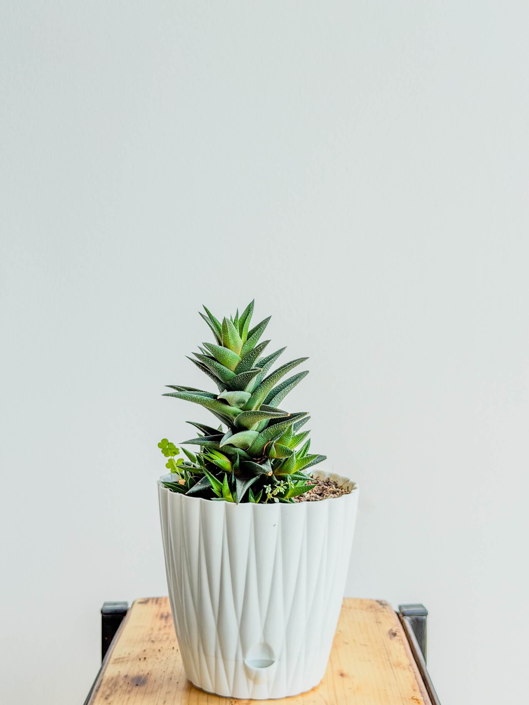 Haworthiopsis viscosa - Compact Decorative Succulent