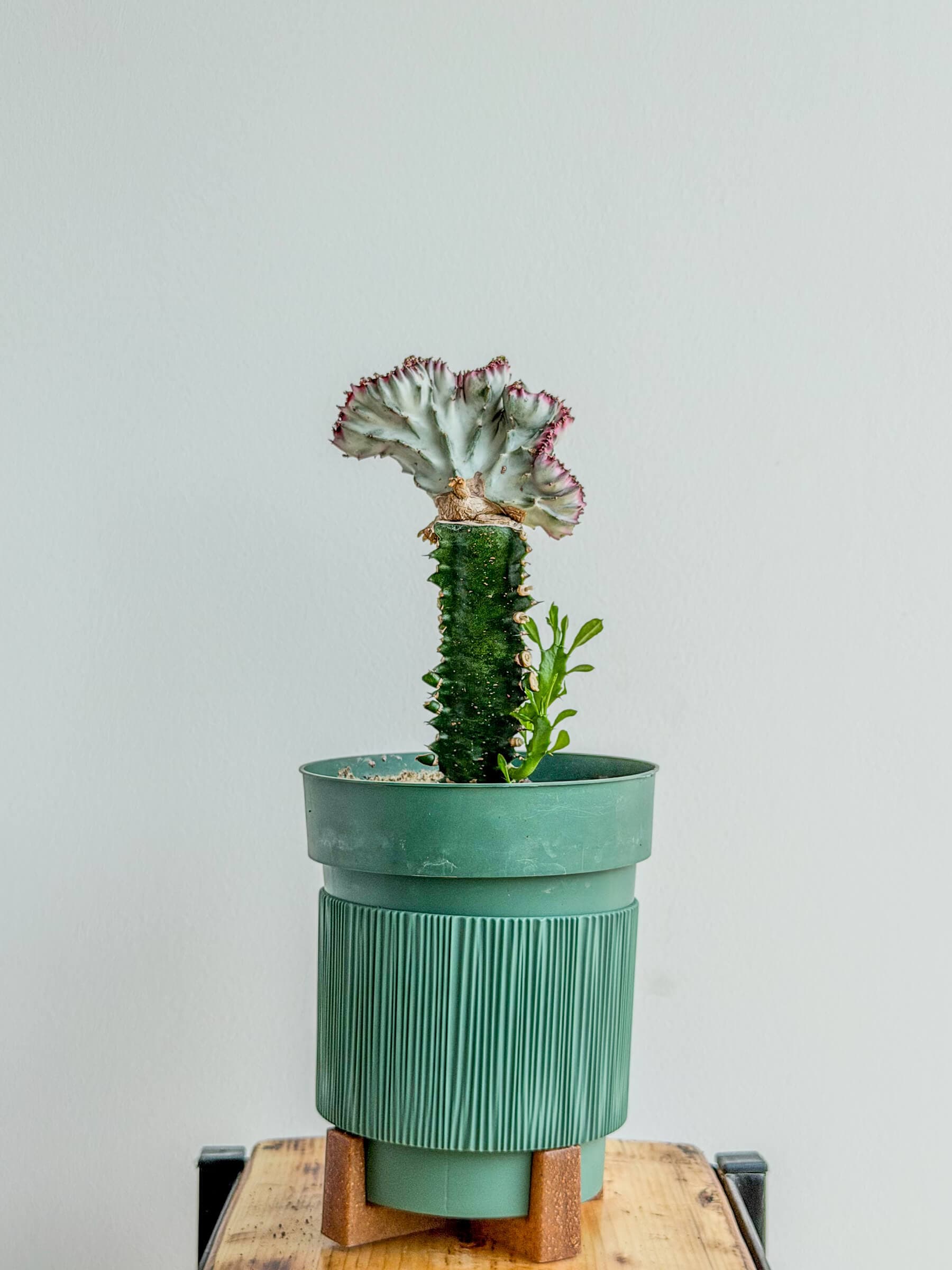 Euphorbia Lactea Cristata - Coral Cactus Succulent