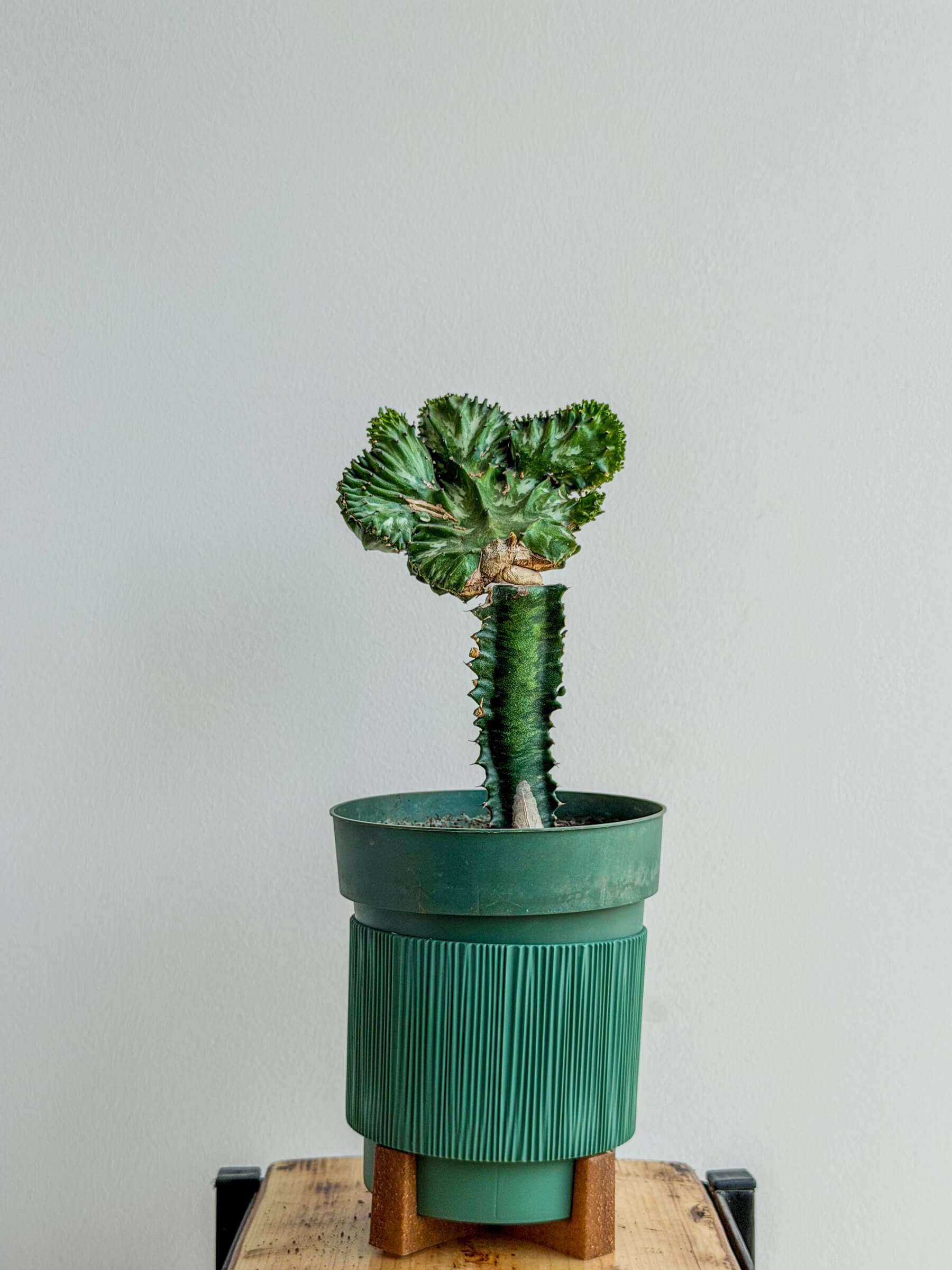 Euphorbia Lactea Cristata Green - Coral Cactus